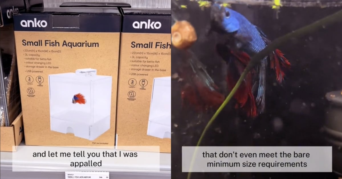 'Cruel' Kmart fish tank sparks outrage among animal lovers Seniors